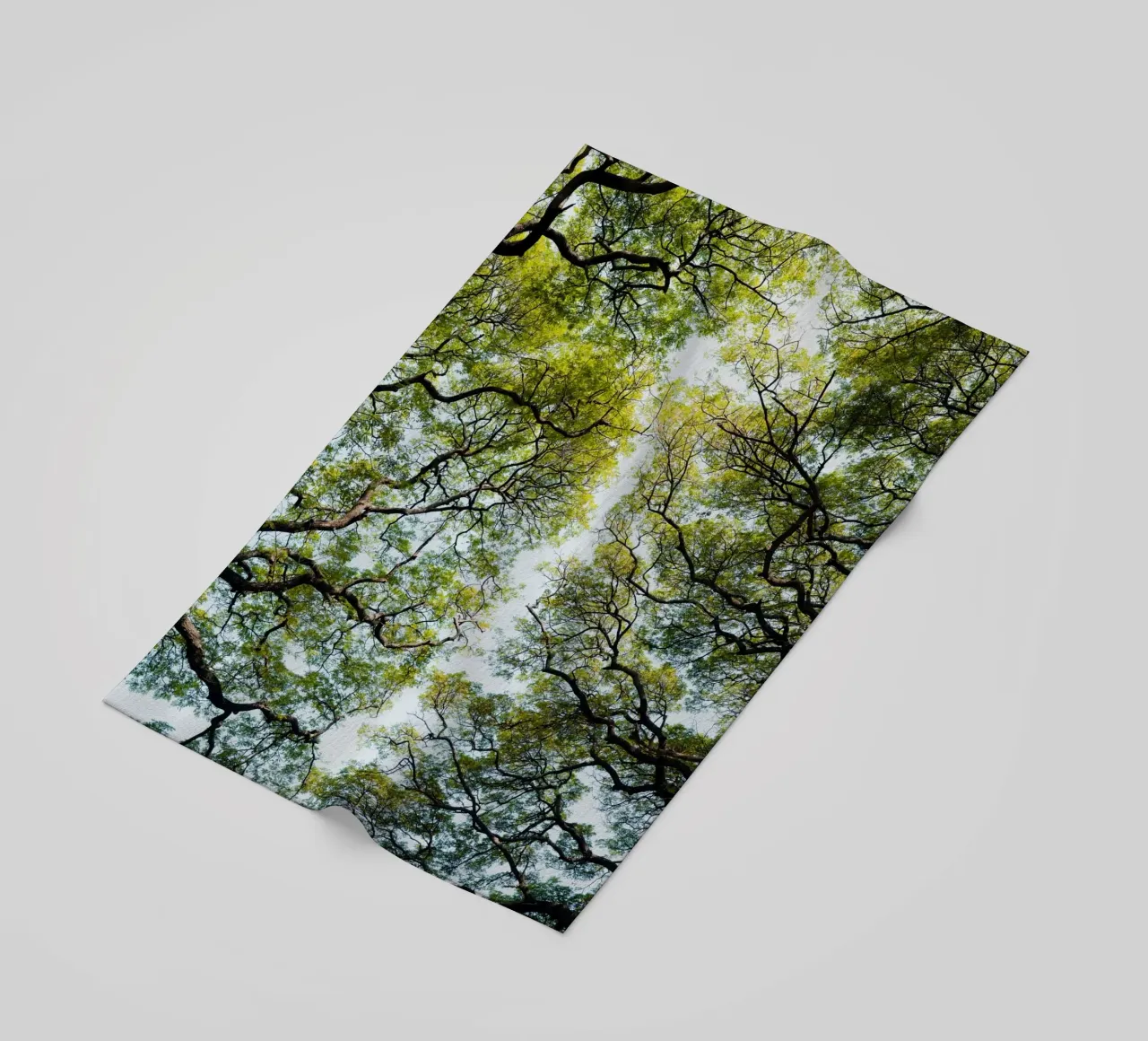 Trees in a botanical garden in Sri Lanka telo mare da photolovers