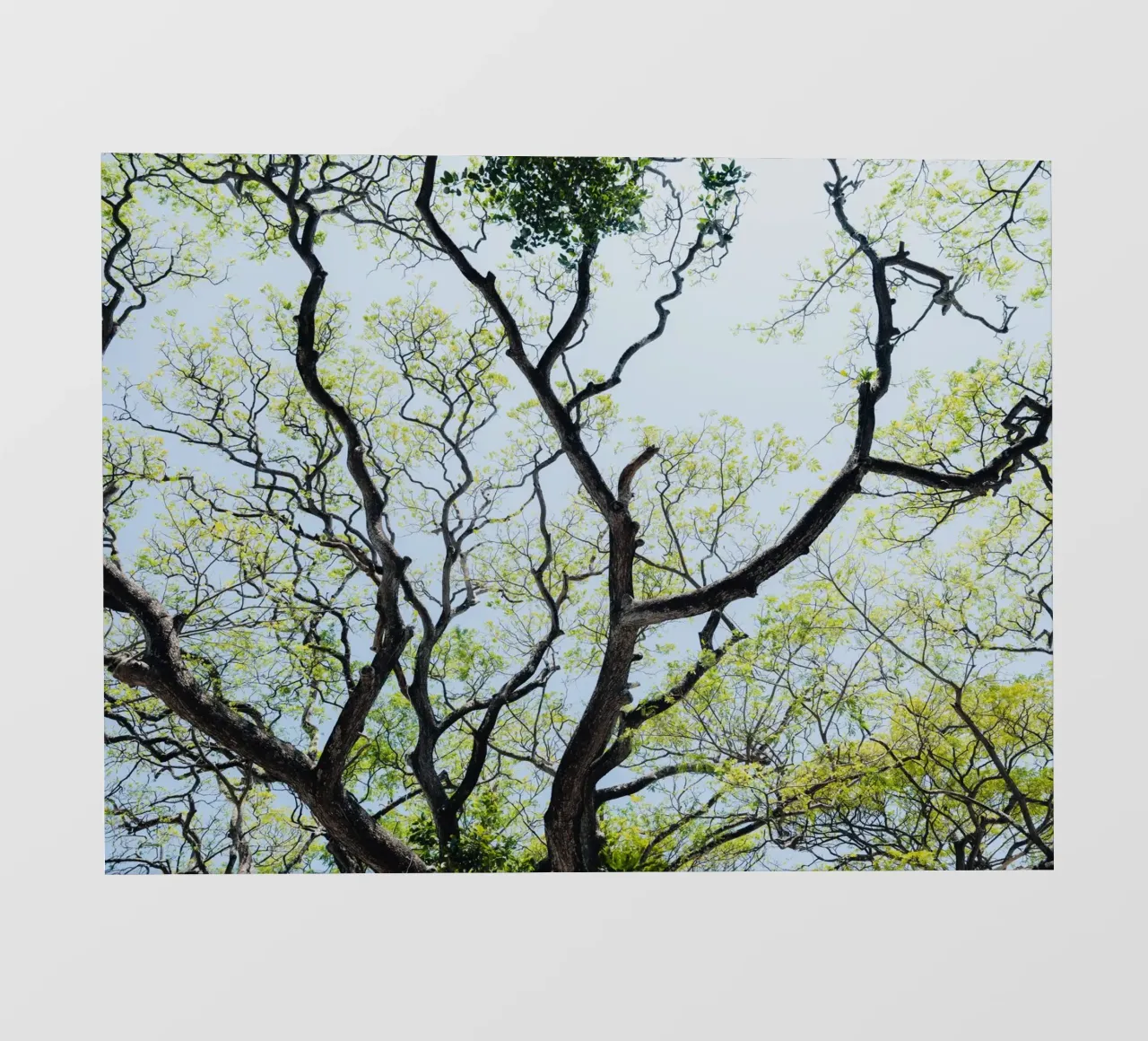 Tree in a botanical garden in Sri Lanka telo in pvc da photolovers