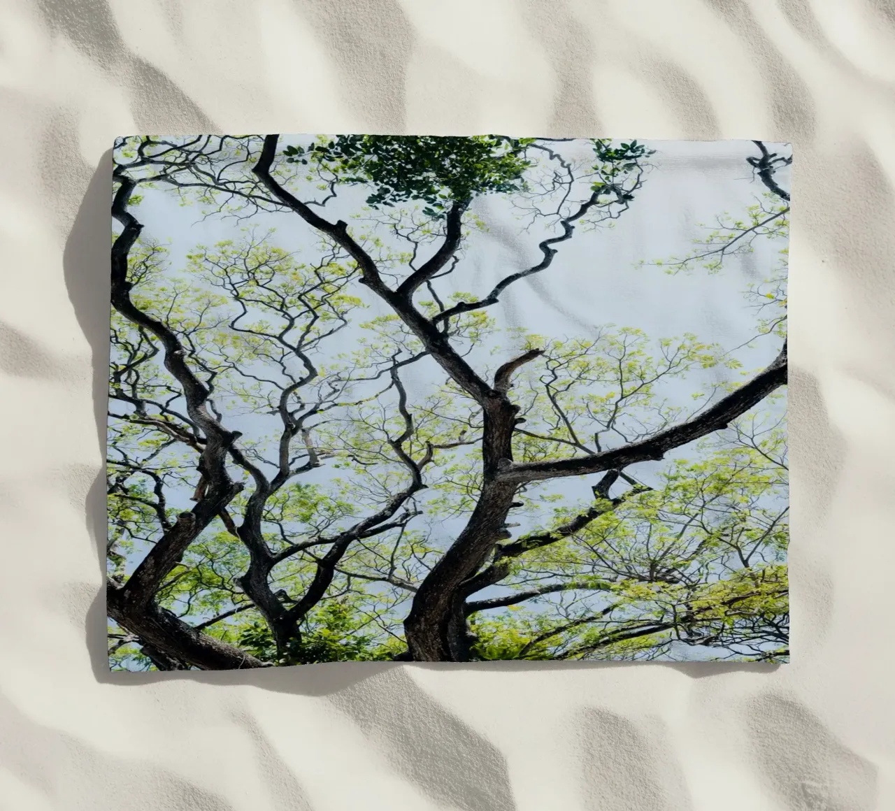 Tree in a botanical garden in Sri Lanka telo mare da photolovers