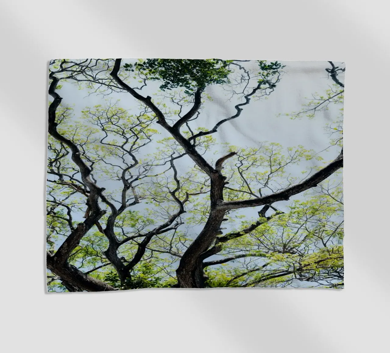 Tree in a botanical garden in Sri Lanka telo mare da photolovers