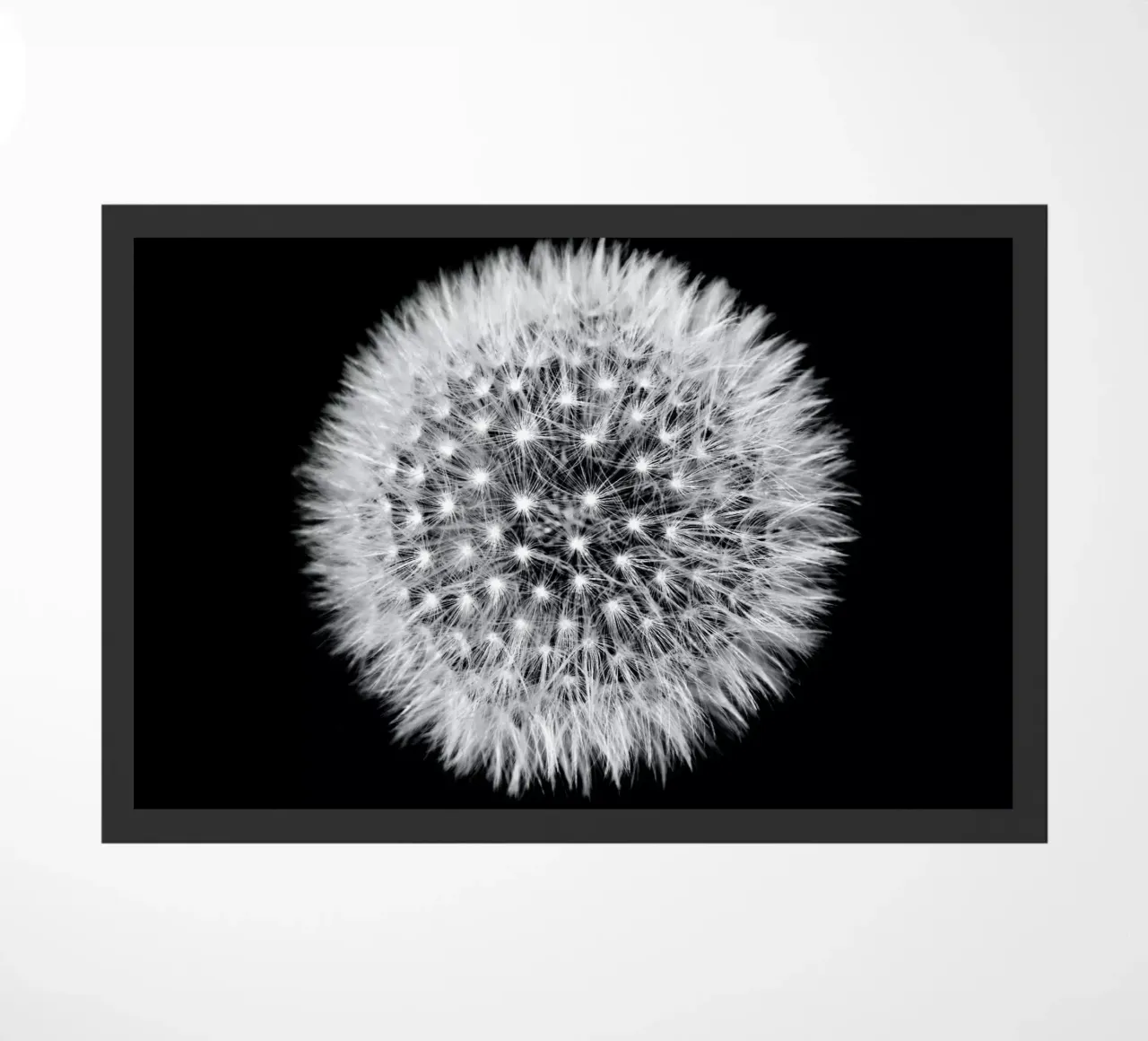 Pusteblume (Löwenzahn) zerbino da Fjöllart