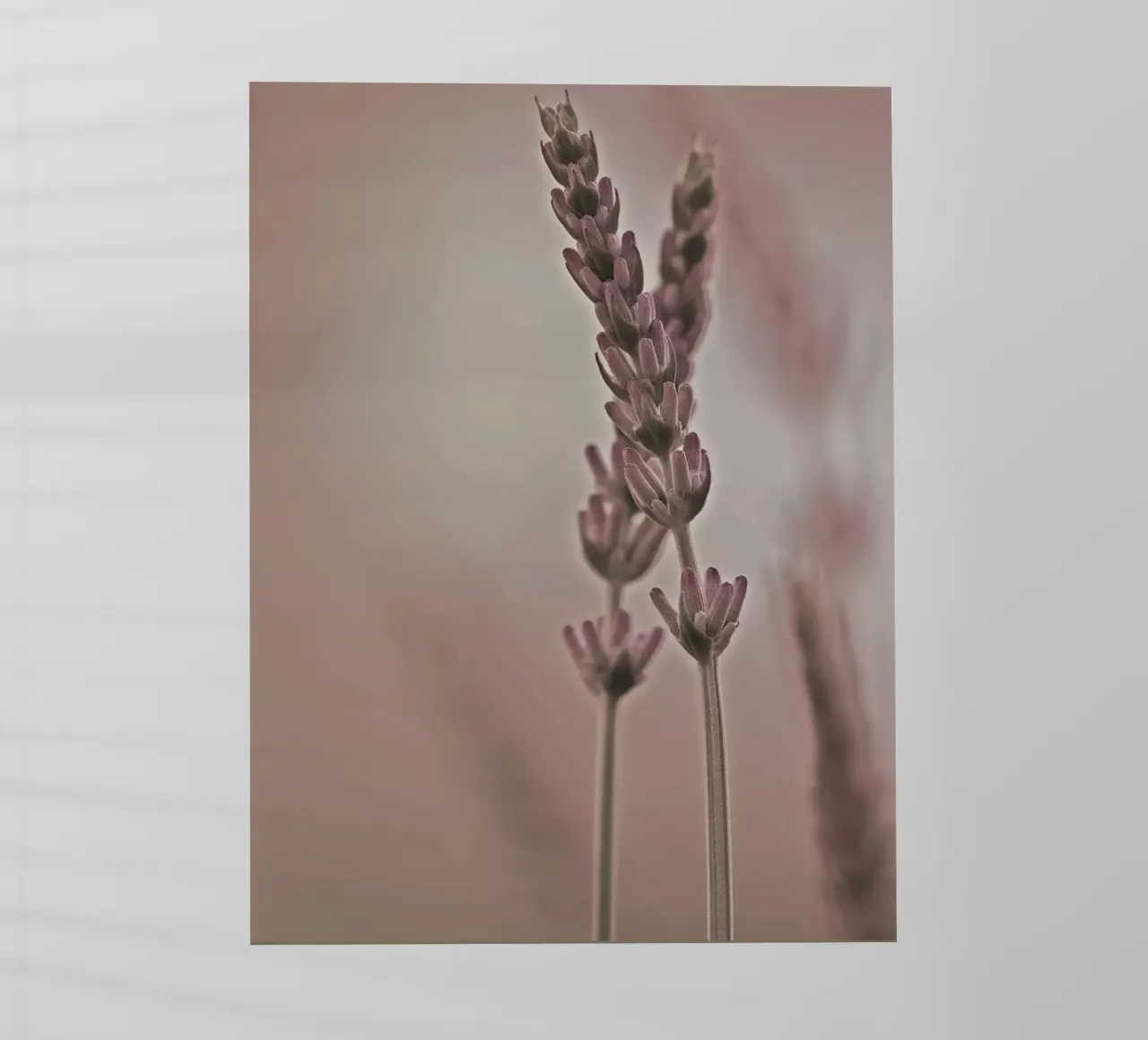 Due rametti di lavanda pellicola backlit da Something for you