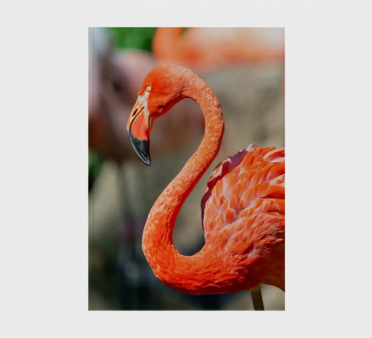 Coloured flamingo close-up notebook by DiveDuke