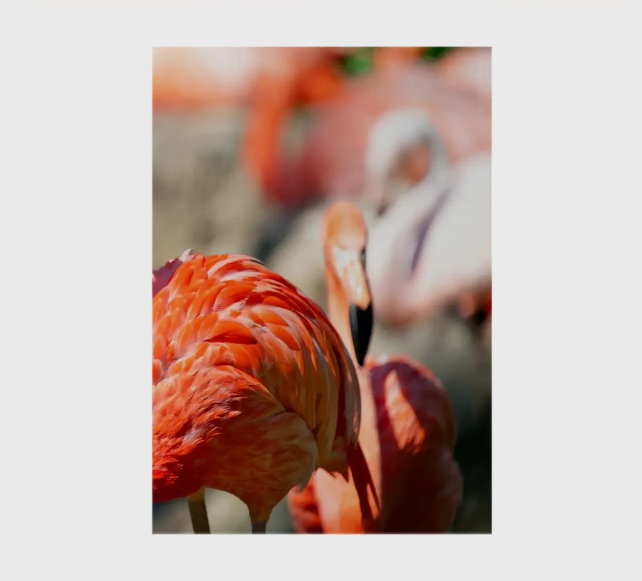 Coloured flamingo close-up notebook by DiveDuke