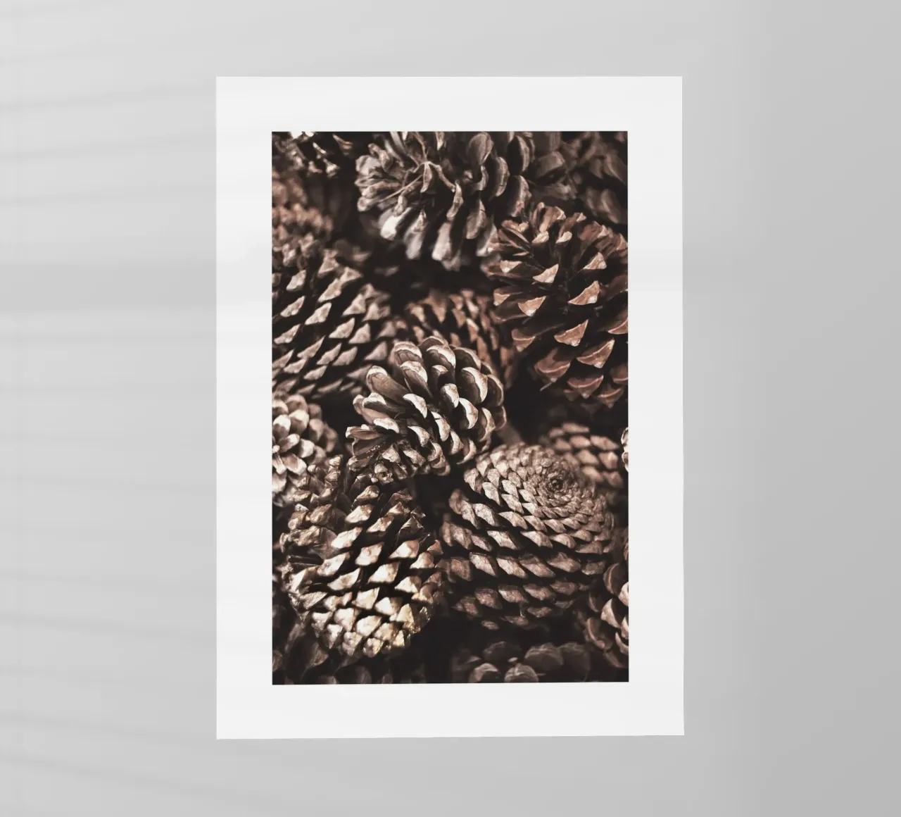 Coni di pino pellicola backlit da Isaac Murray