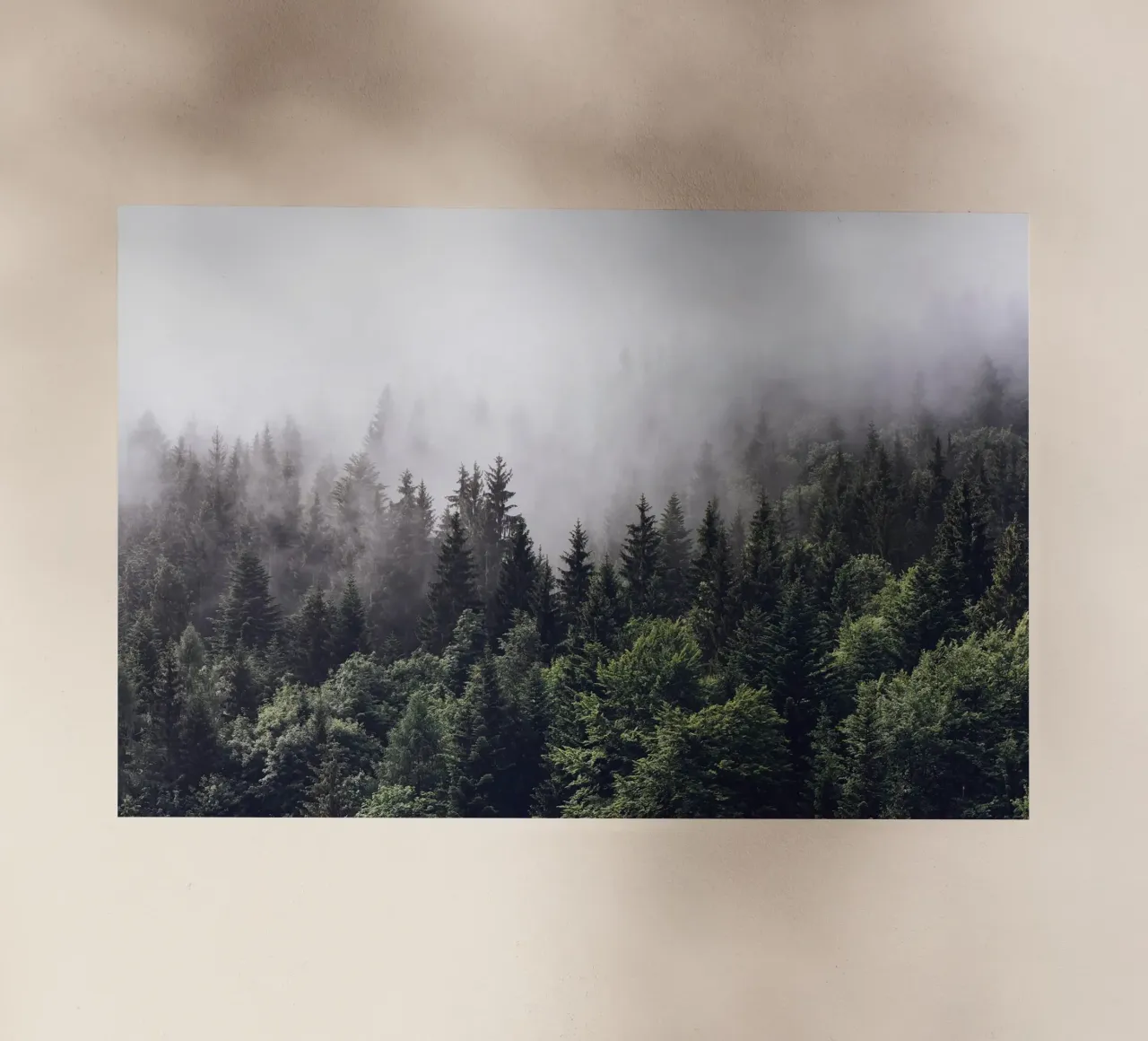 Nebbia della foresta pellicola backlit da Isaac Murray