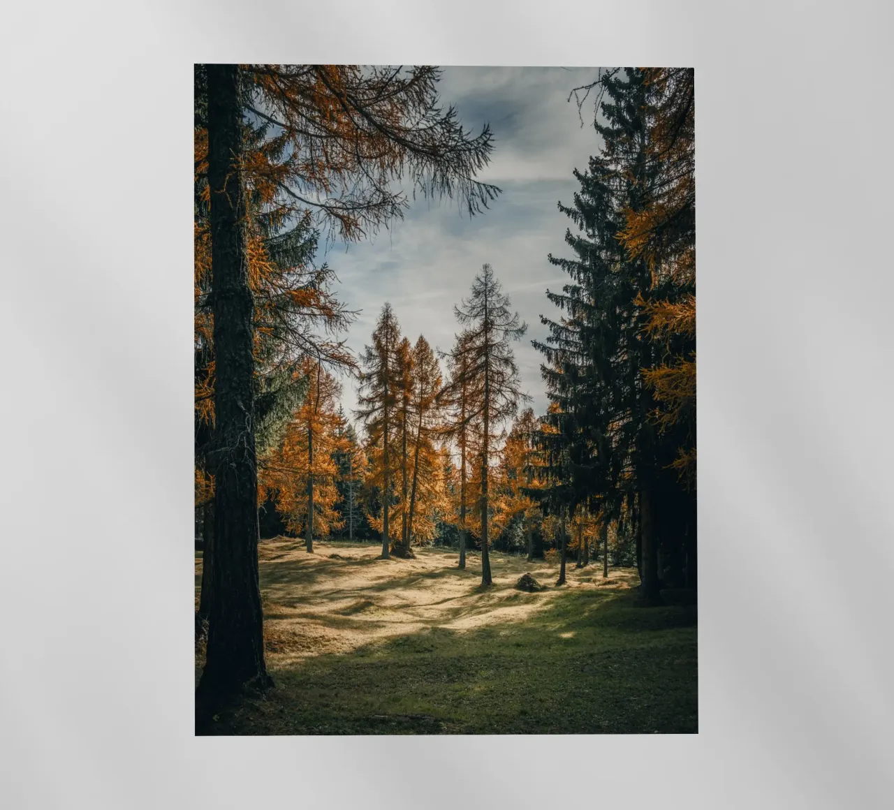 Herbstliche Lärchen in der Schweiz Backlit Folie von mbgraphx2