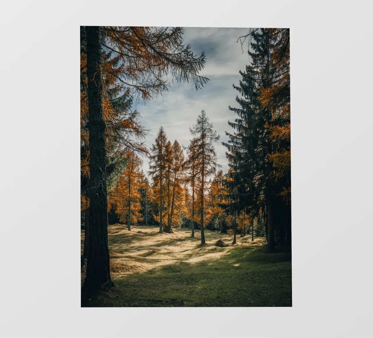 Herbstliche Lärchen in der Schweiz Backlit Folie von mbgraphx2