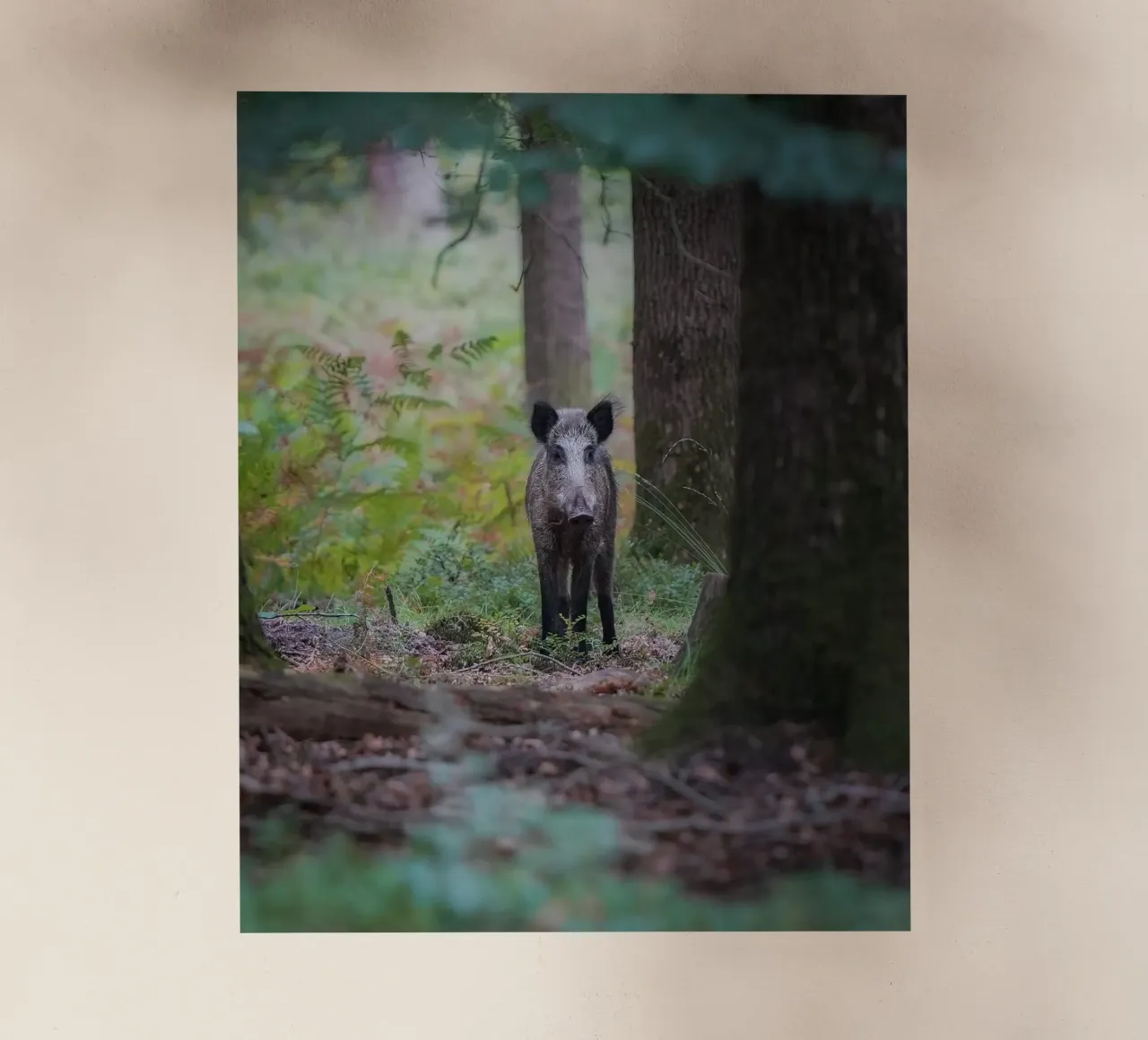 Cinghiale pellicola backlit da Tom's Wildlife