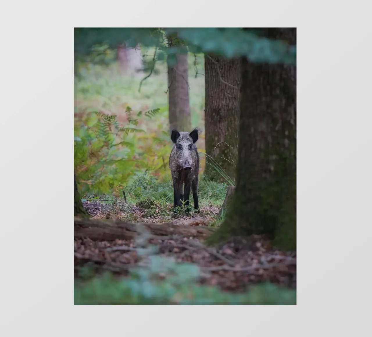 Cinghiale pellicola backlit da Tom's Wildlife