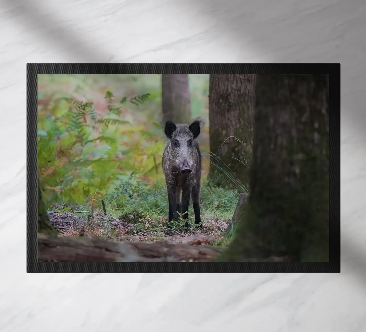 Cinghiale zerbino da Tom's Wildlife