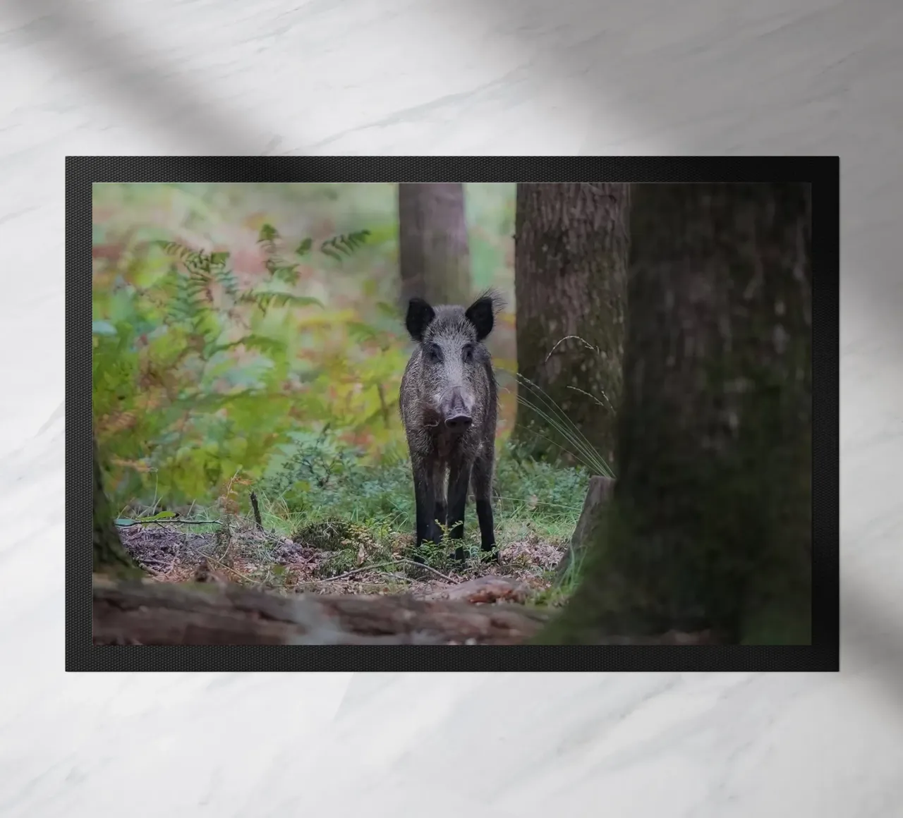 Cinghiale zerbino da Tom's Wildlife