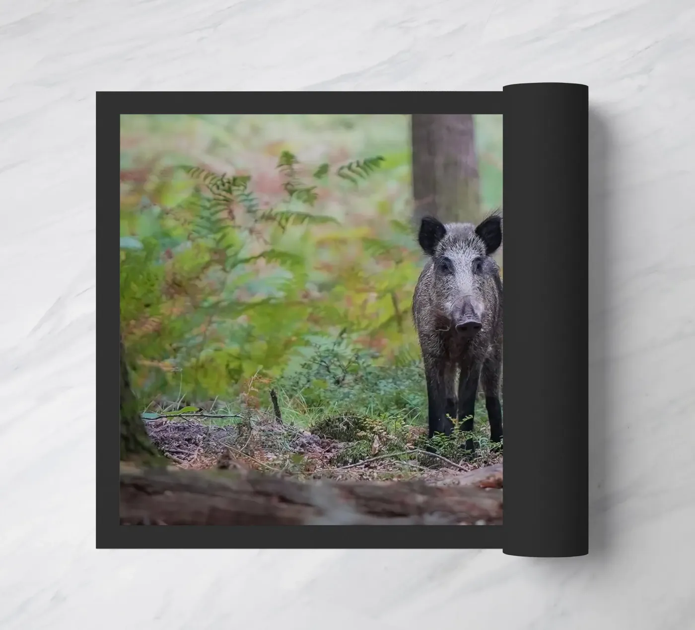 Cinghiale zerbino da Tom's Wildlife