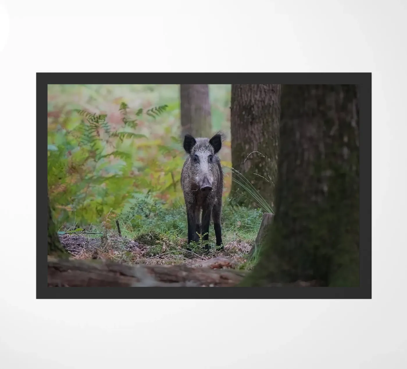 Cinghiale zerbino da Tom's Wildlife