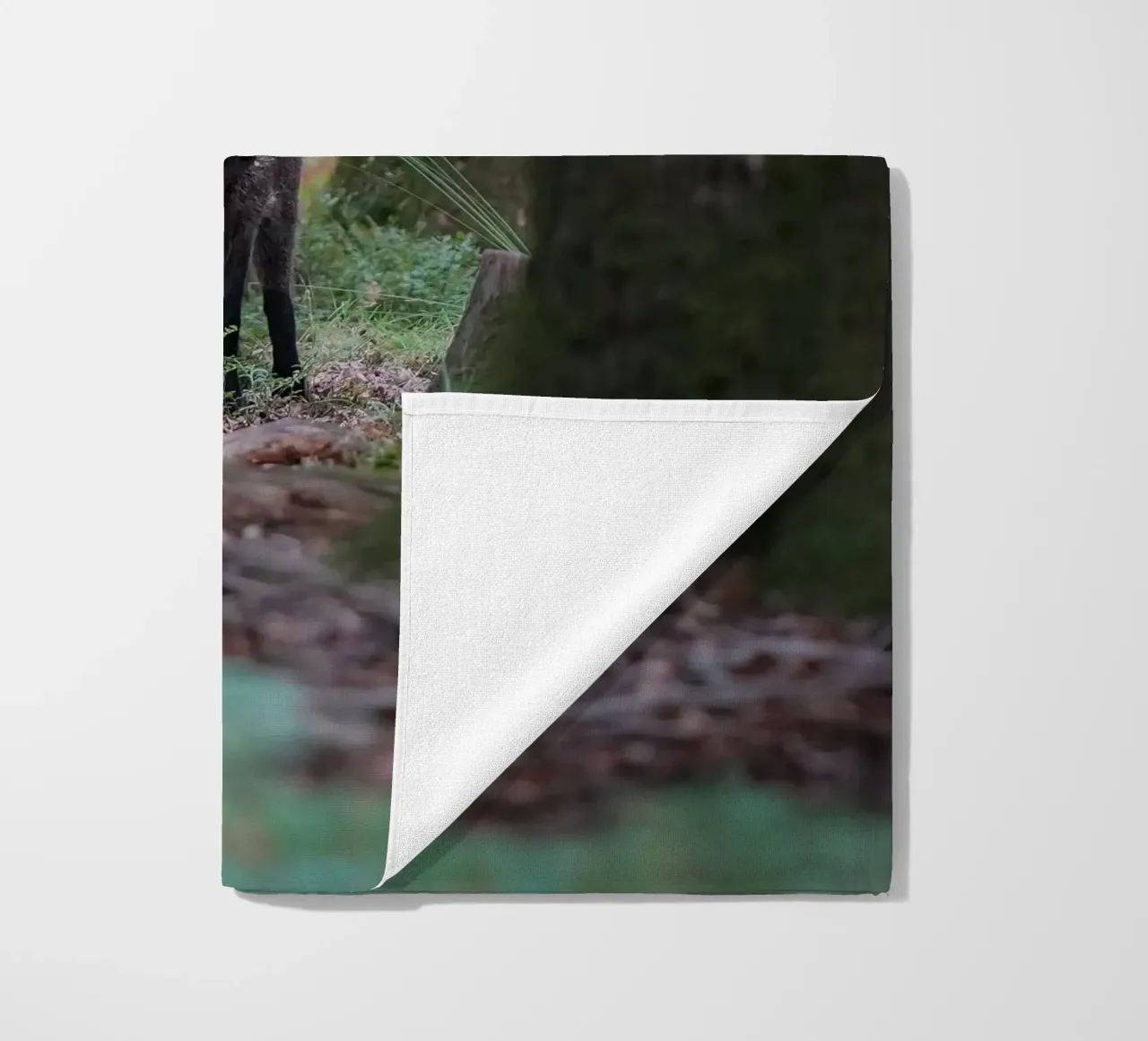 Cinghiale telo mare da Tom's Wildlife