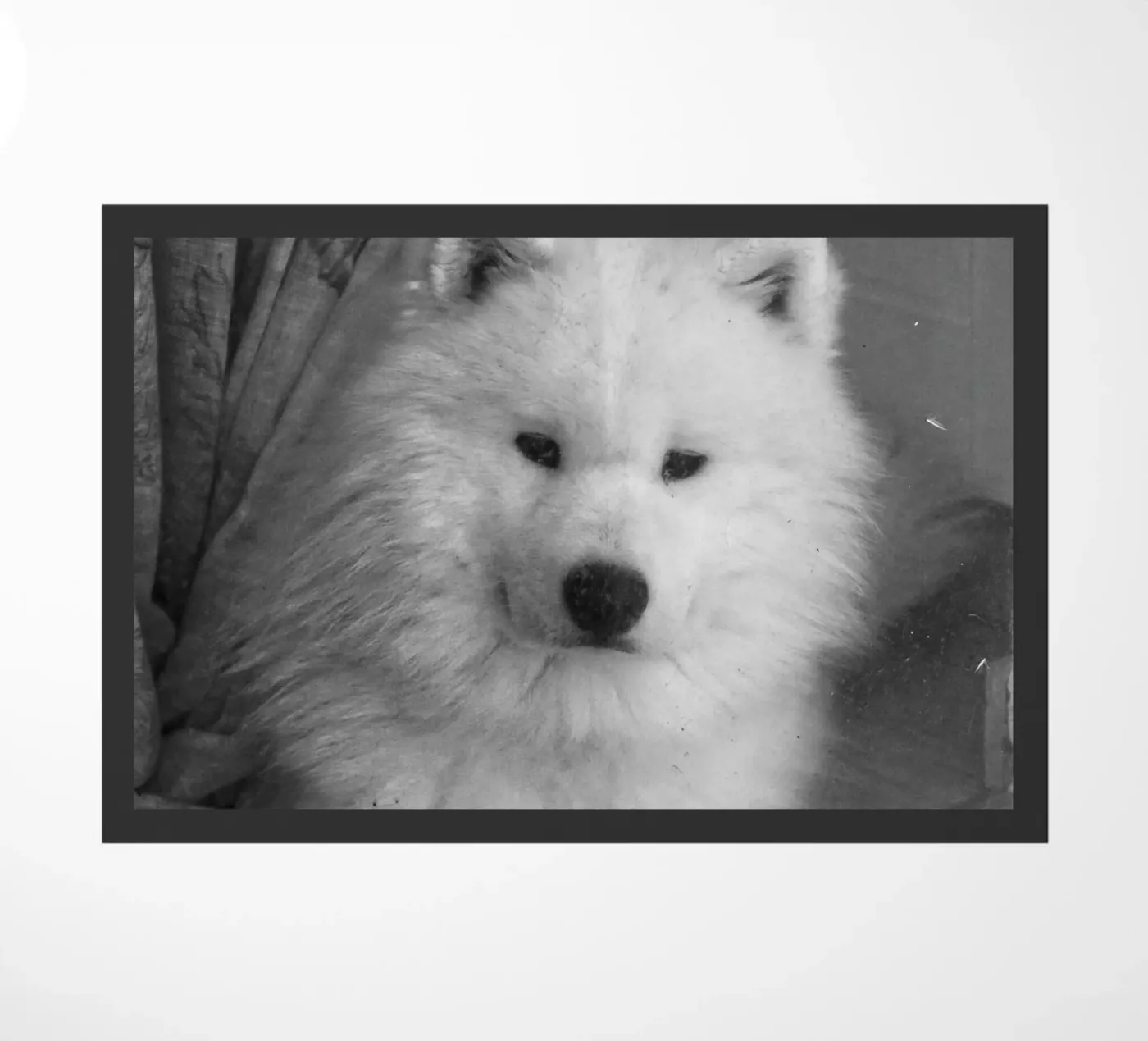 Cute Dog zerbino da Fjöllart