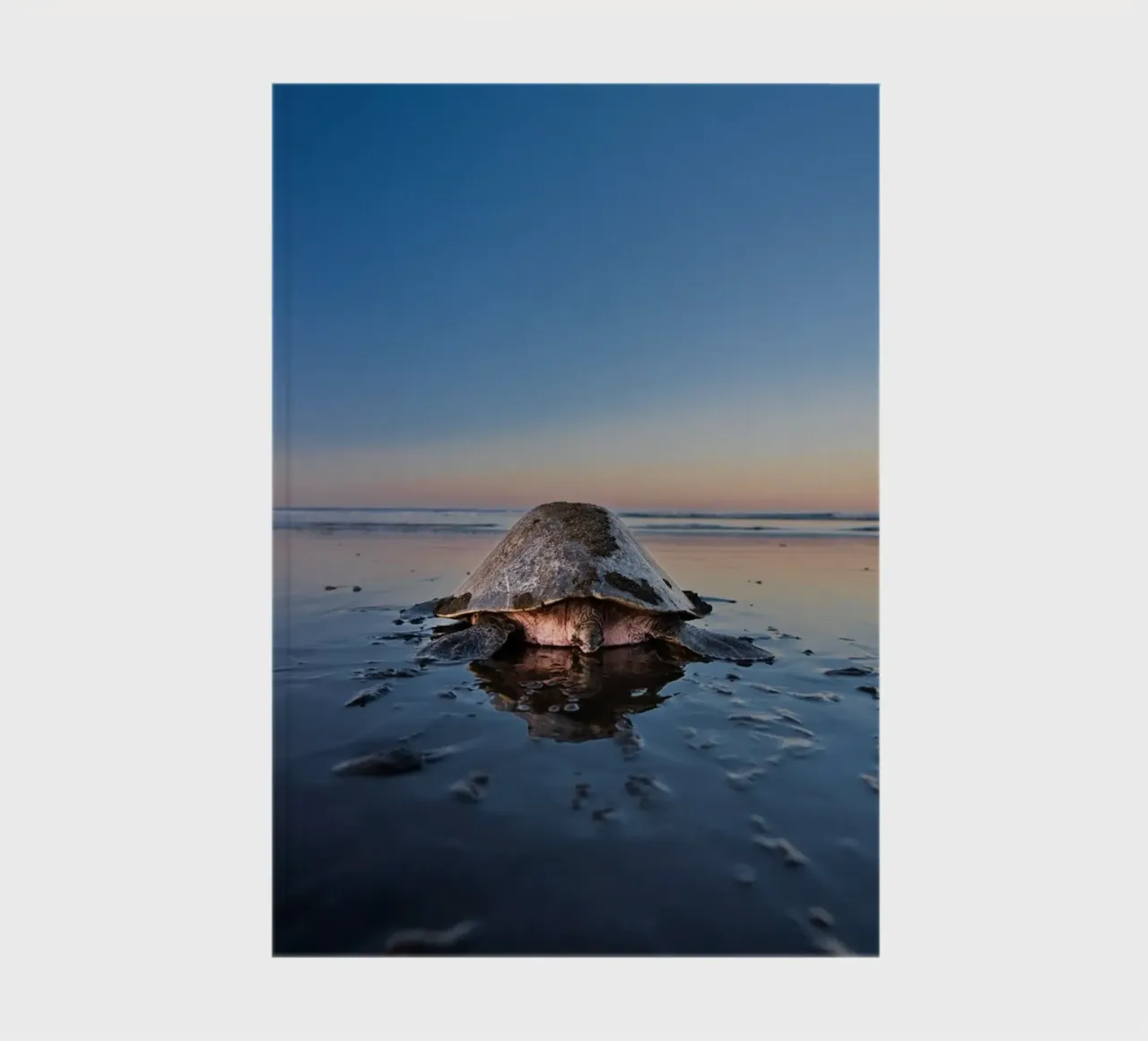Mummy sea turtle on the beach on her way into the sea notebook by DiveDuke