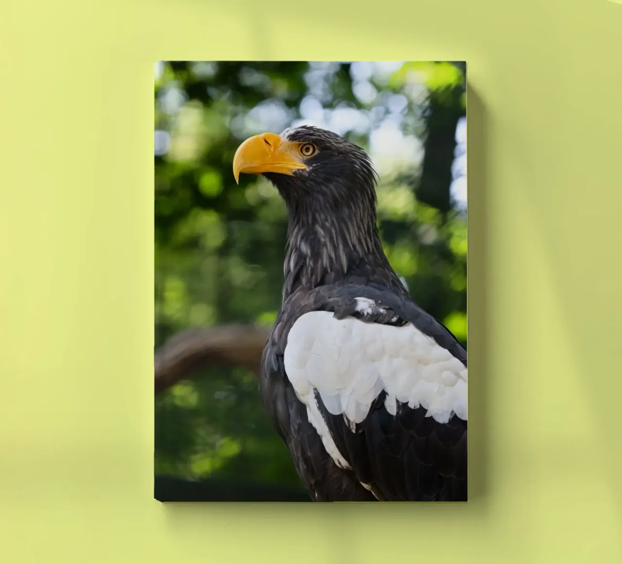 Close-up of an eagle in nature notebook by DiveDuke