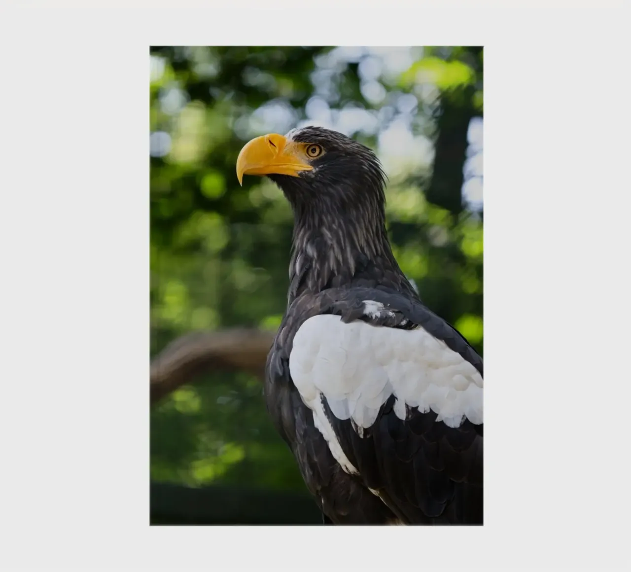 Close-up of an eagle in nature notebook by DiveDuke