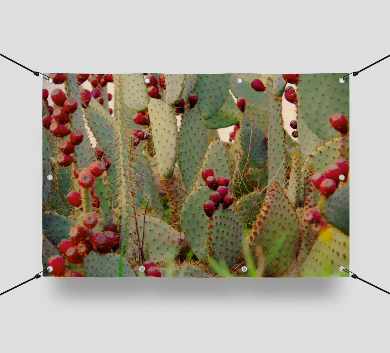 Cactus with prickly pears telo in pvc da Fjöllart
