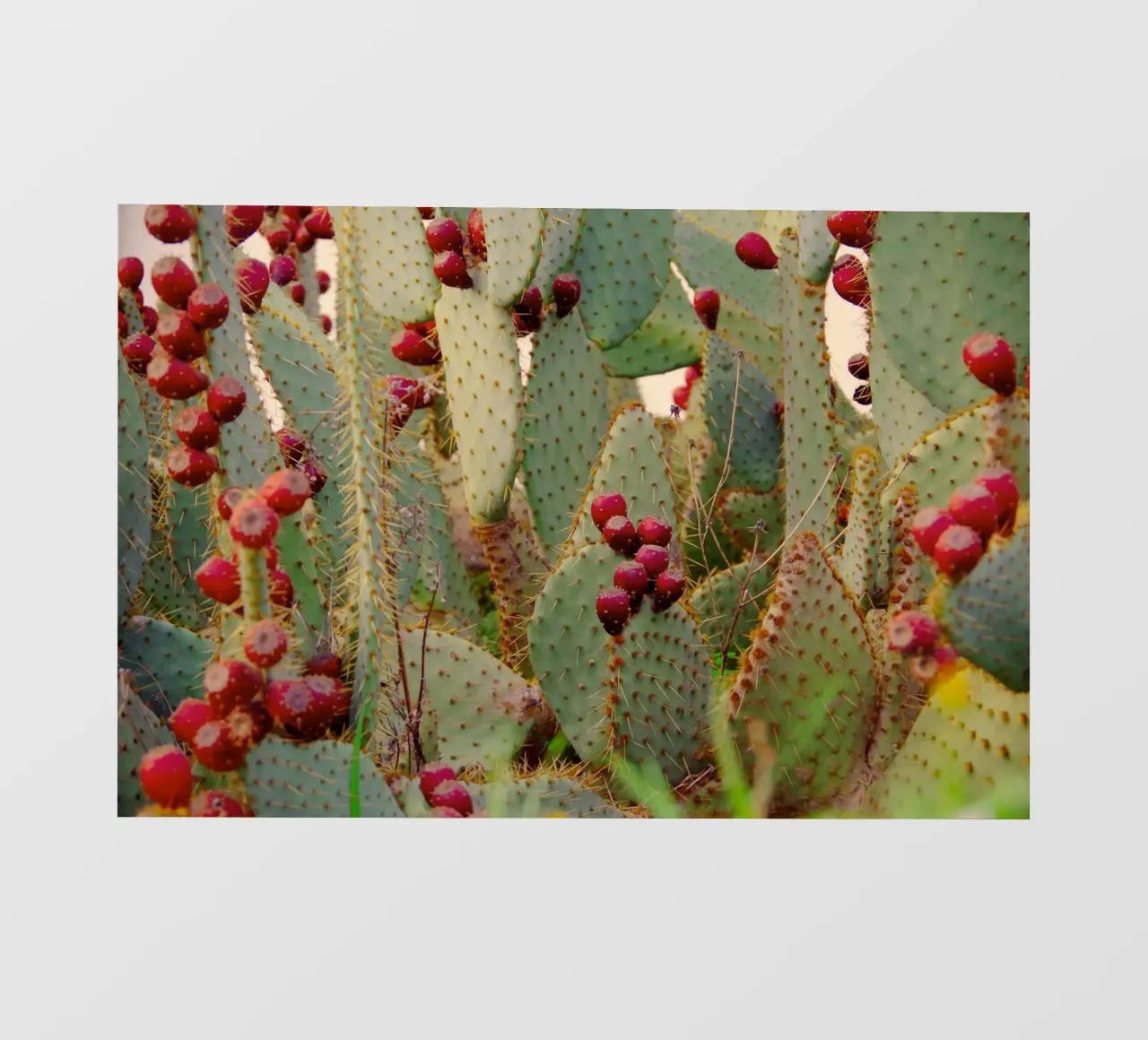 Cactus with prickly pears telo in pvc da Fjöllart