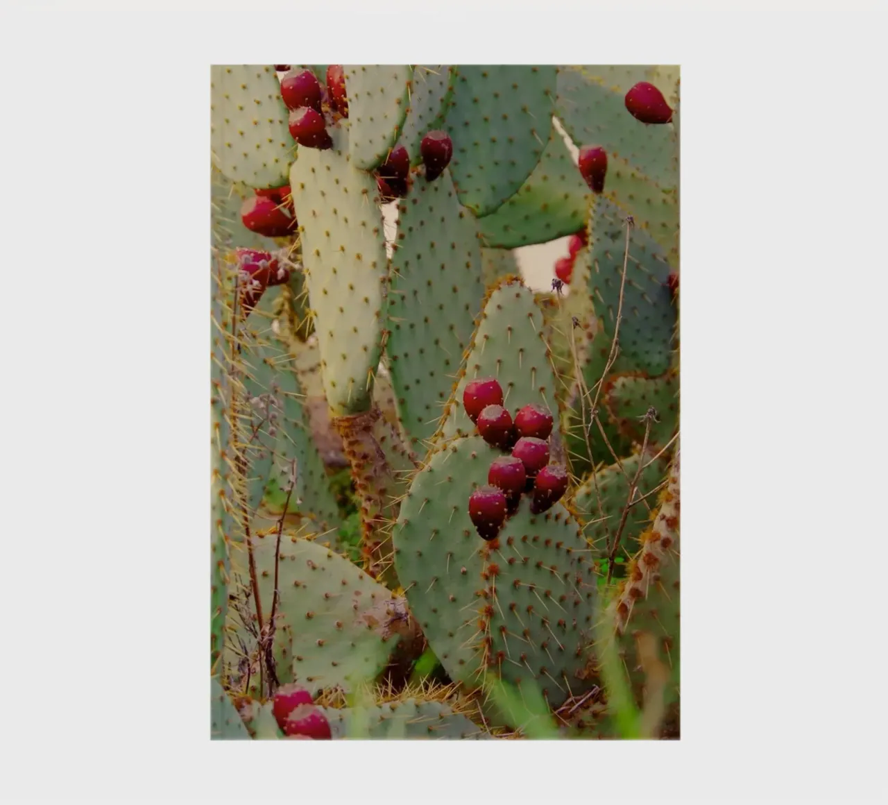 Cactus with prickly pears notebook by Fjöllart