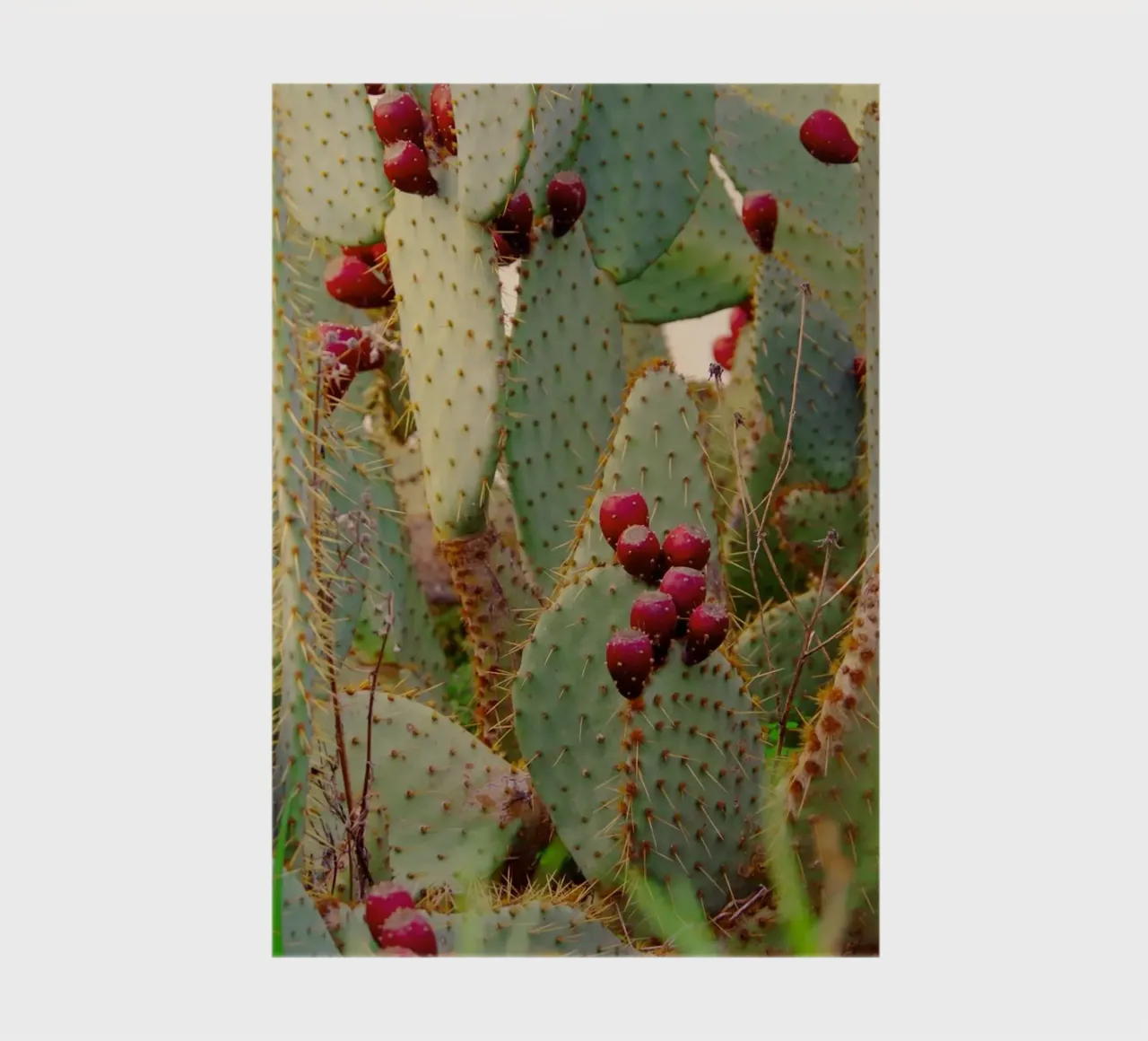 Cactus with prickly pears notebook by Fjöllart