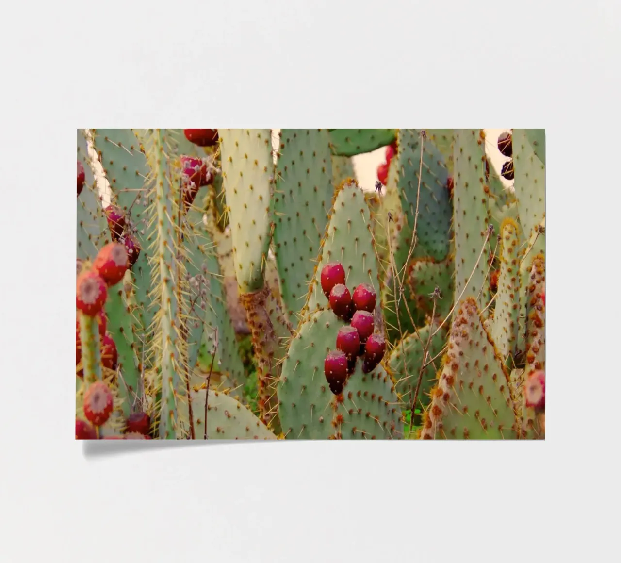 Cactus with prickly pears foglio adesivo da Fjöllart