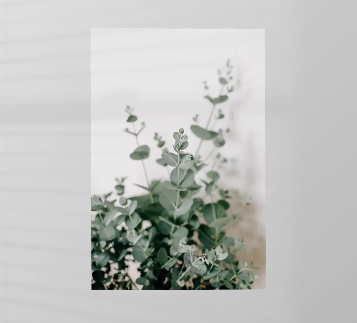 Eucalyptus pellicola backlit da susea