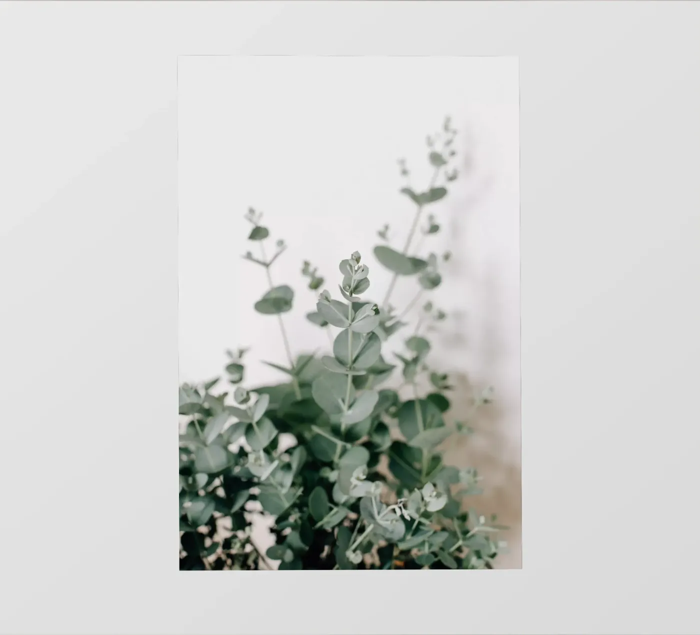 Eucalyptus pellicola backlit da susea