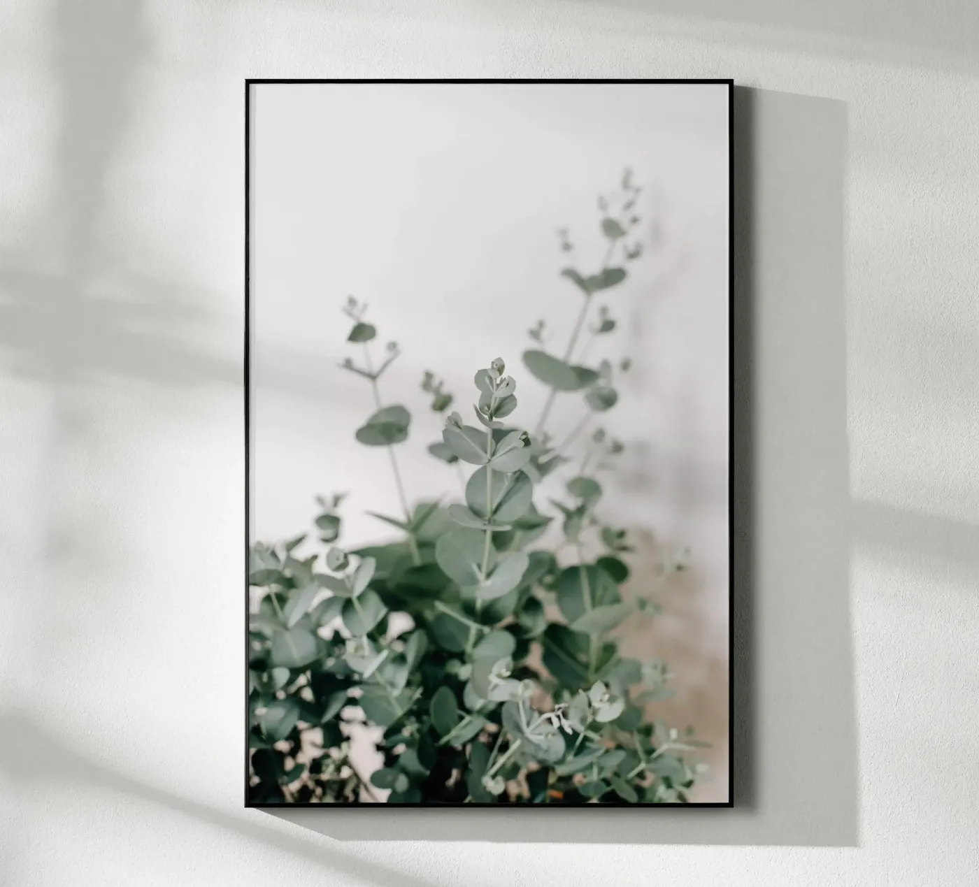 Eucalyptus acryl van susea