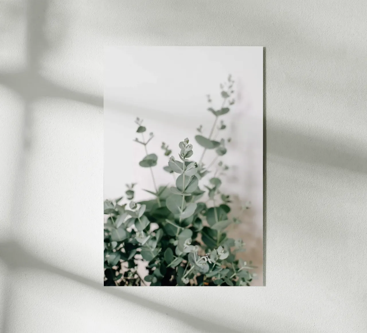 Eukalyptus Acryl-Glas von susea