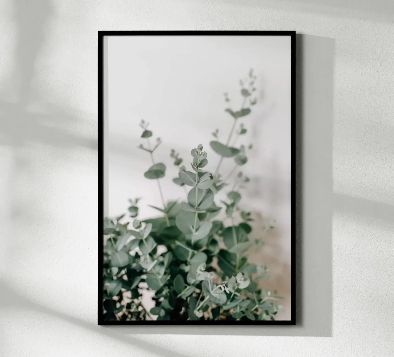 Eucalyptus poster da susea