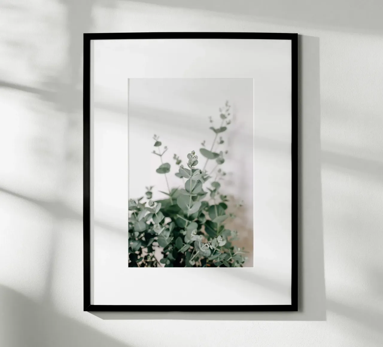 Eucalyptus poster da susea