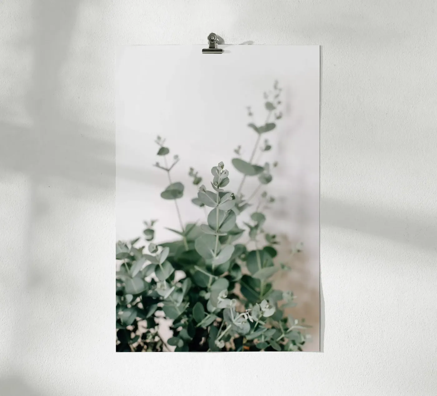 Eucalyptus poster by susea