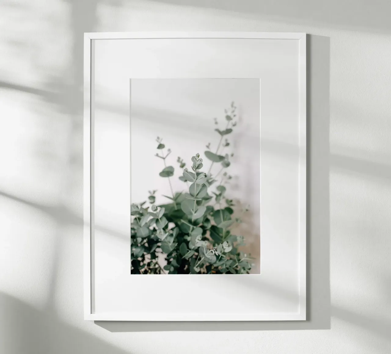 Eucalyptus poster da susea