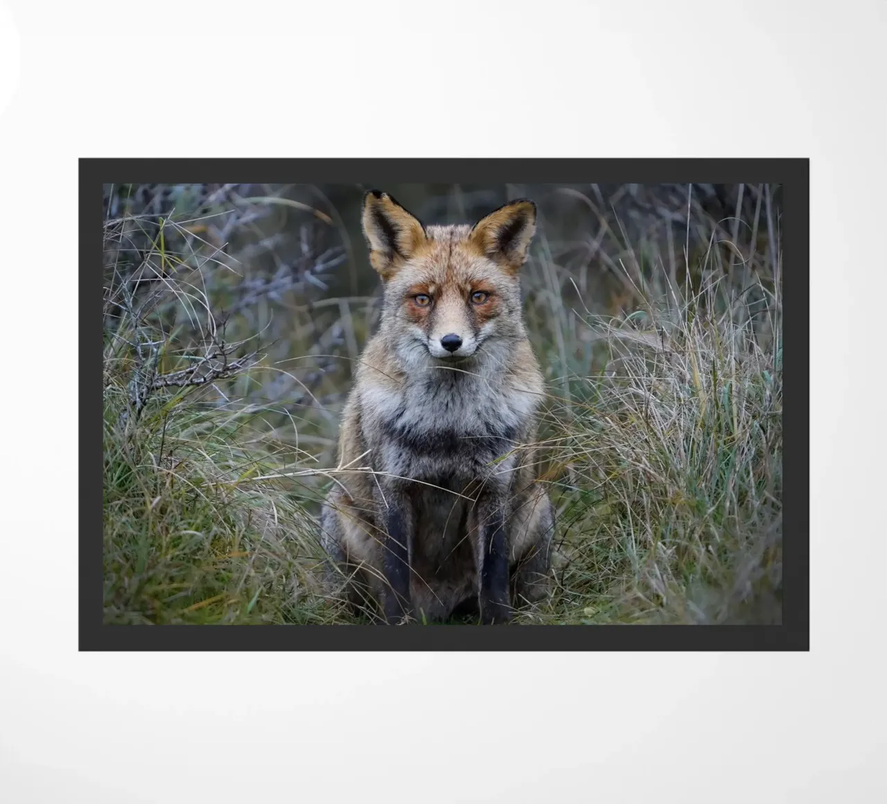 Red Fox Fußmatte von Tom's Wildlife
