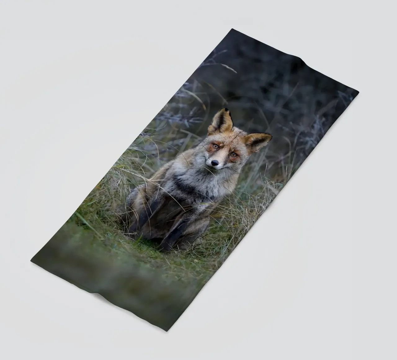 Red Fox telo mare da Tom's Wildlife