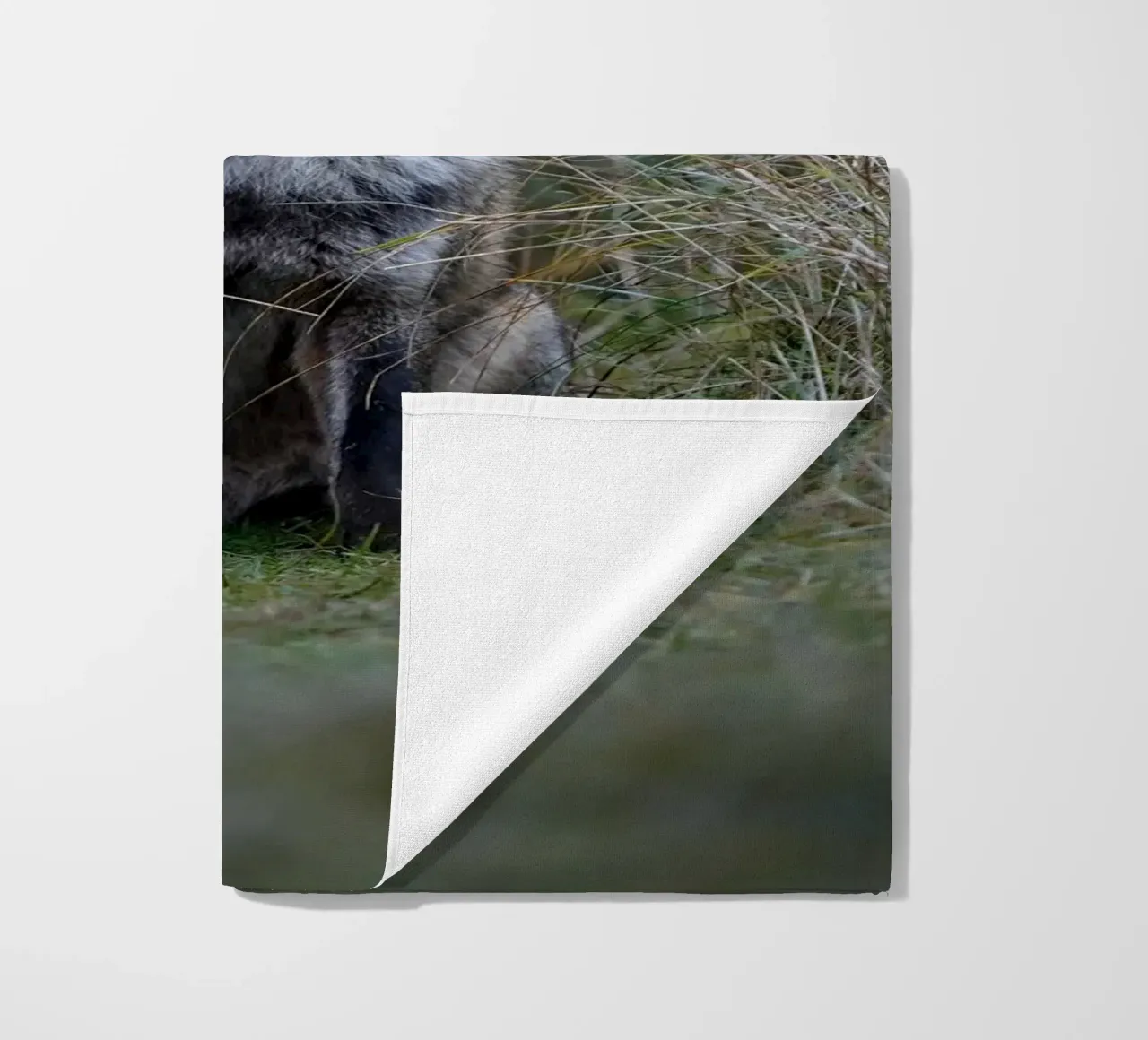 Red Fox telo mare da Tom's Wildlife