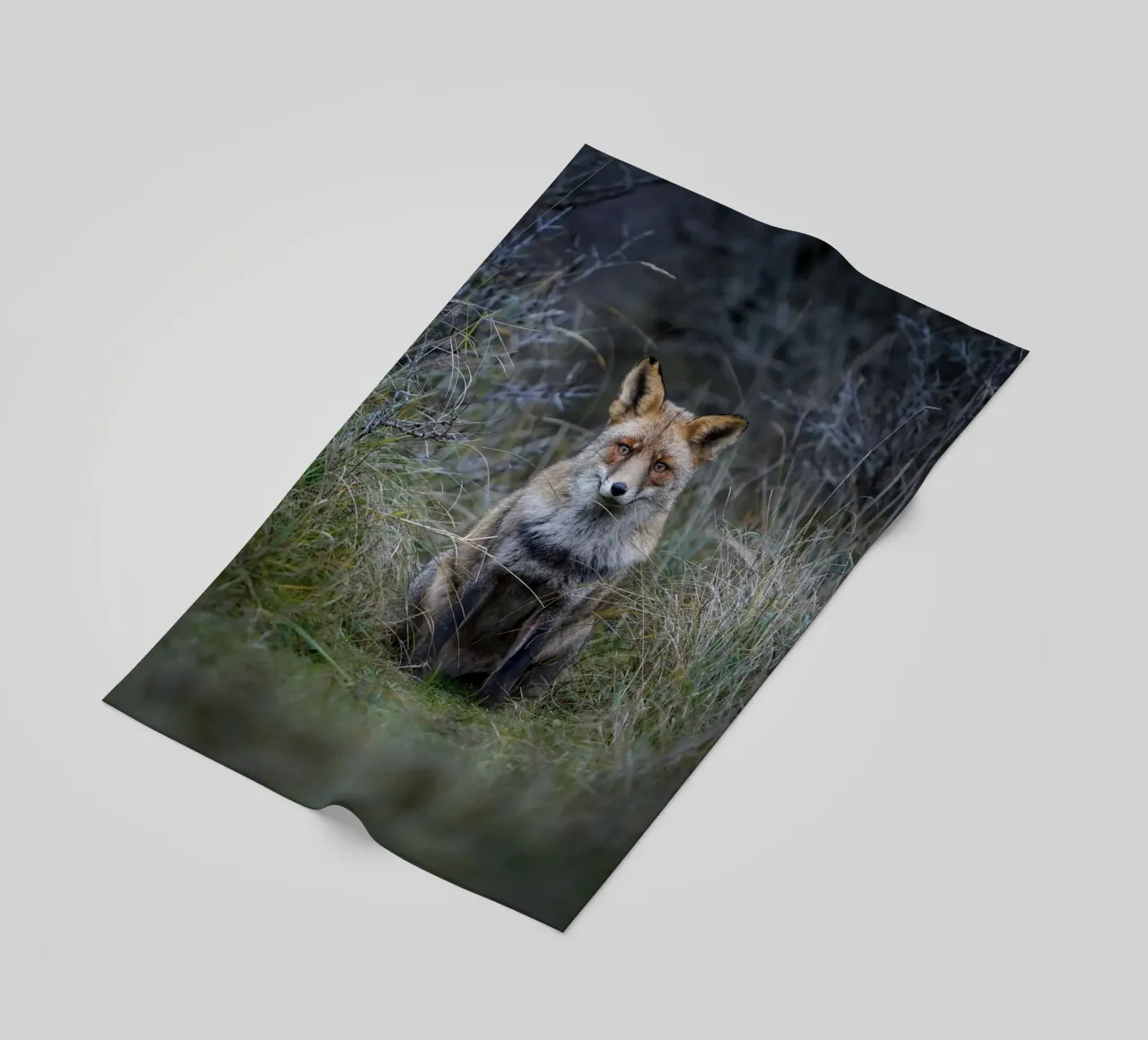 Red Fox telo mare da Tom's Wildlife