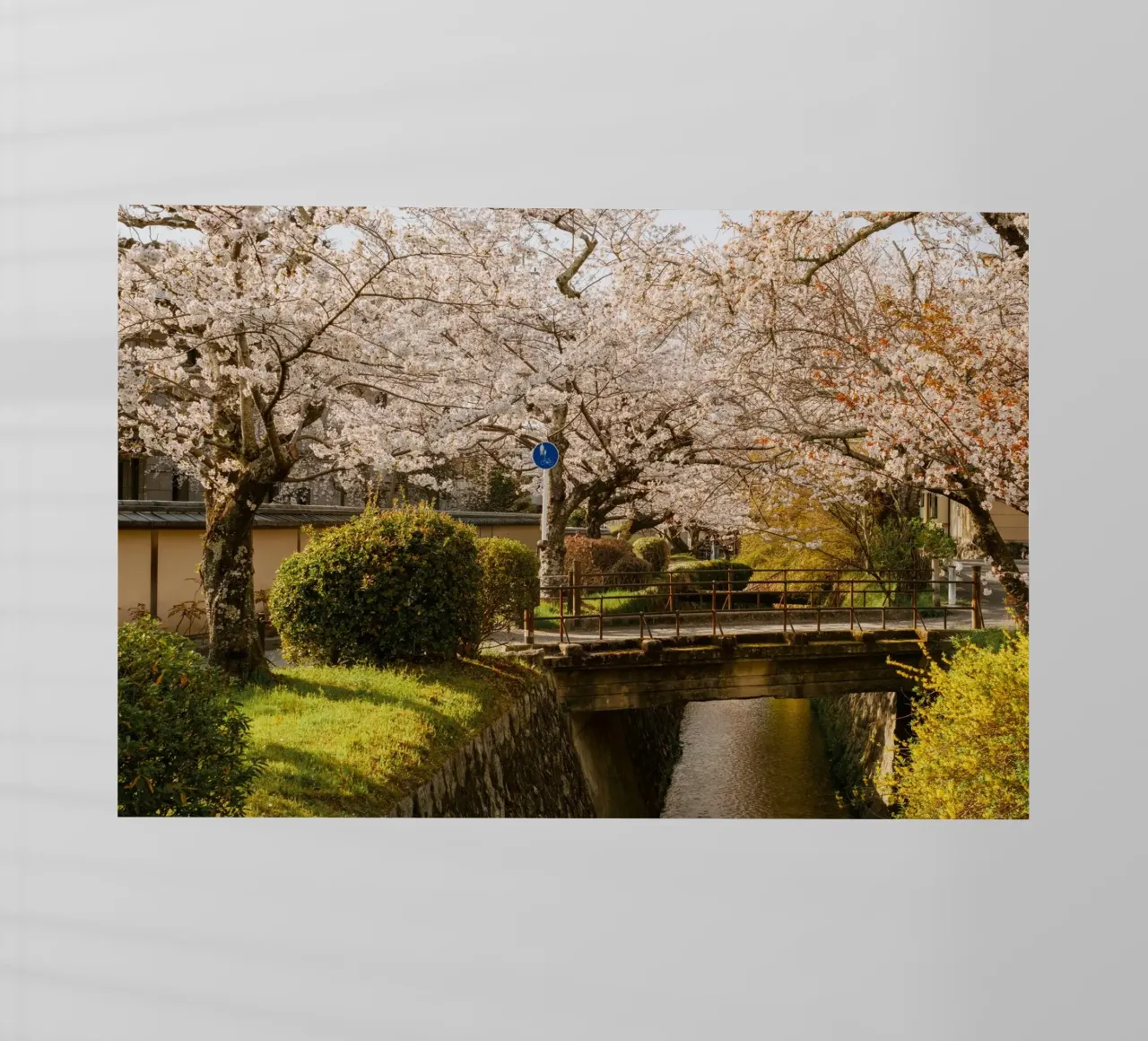 Ponte dei ciliegi in fiore a Kyoto, Giappone pellicola backlit da mbgraphx2