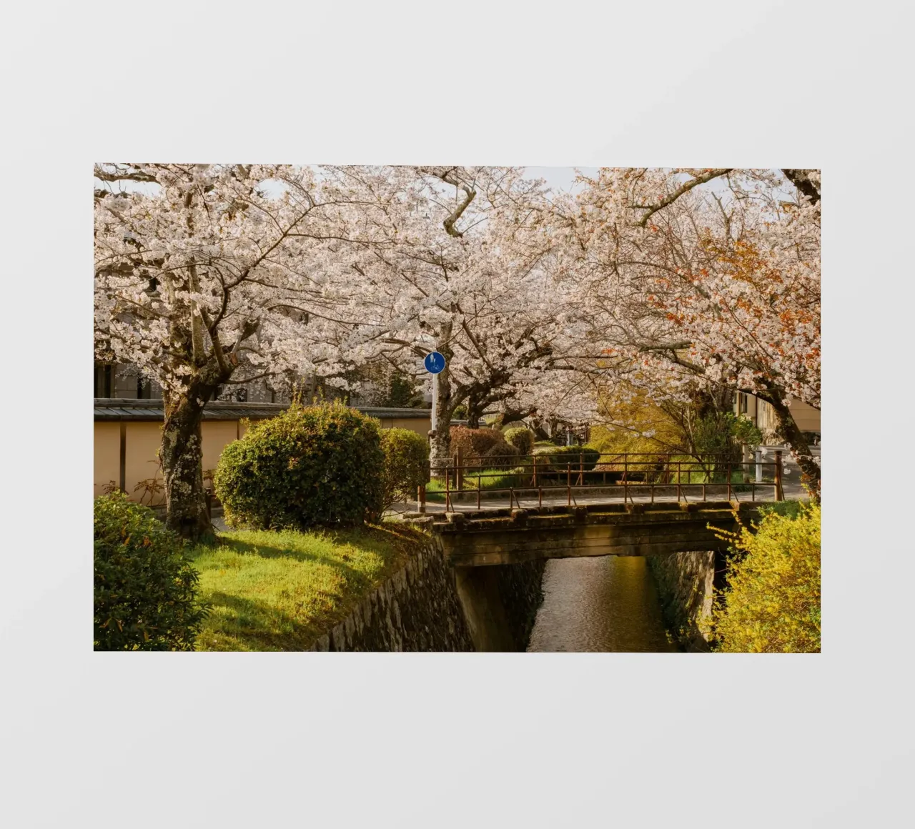 Ponte dei ciliegi in fiore a Kyoto, Giappone pellicola backlit da mbgraphx2