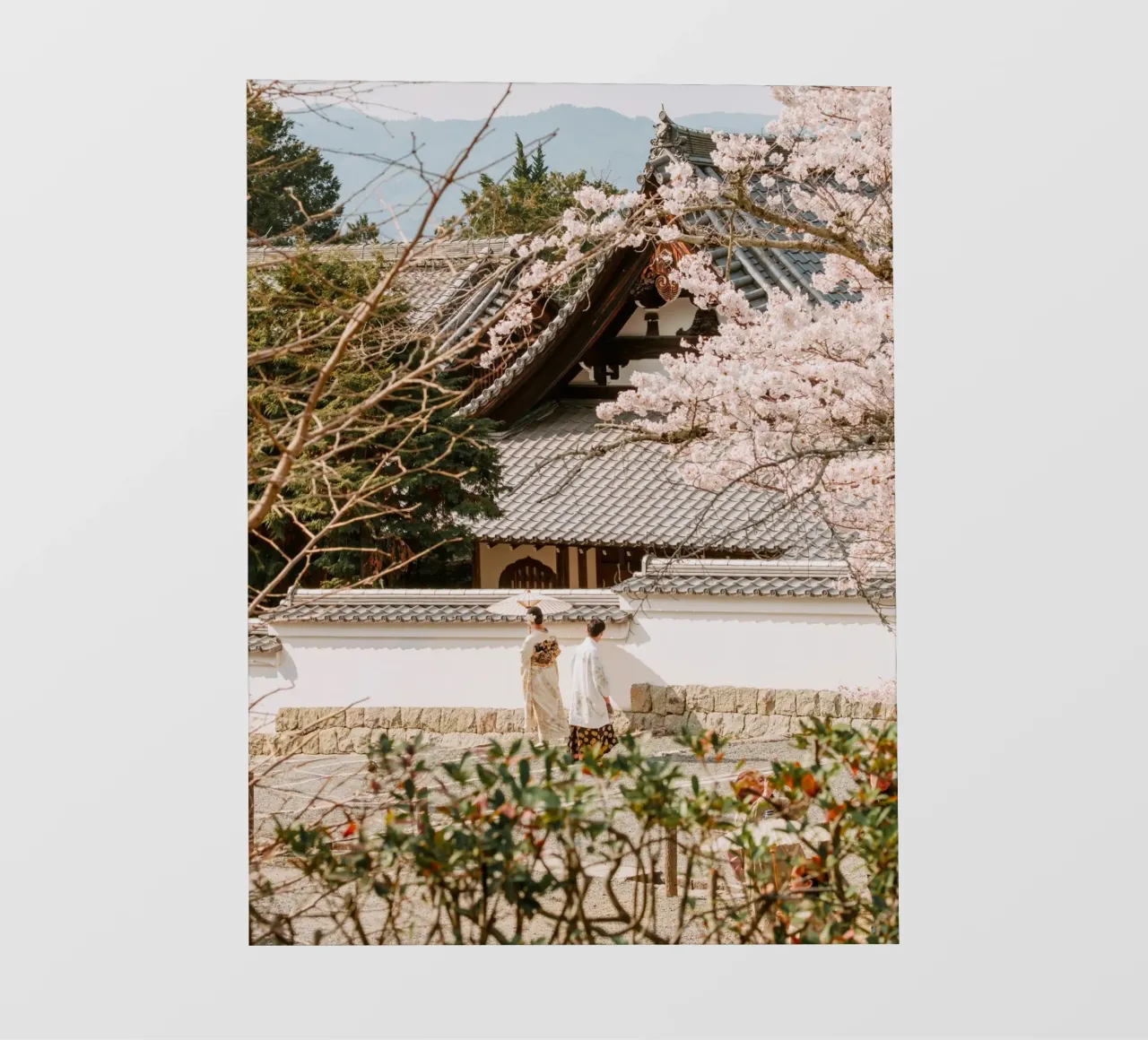 Tempio dei ciliegi in fiore Geisha a Kyoto, Giappone telo in pvc da mbgraphx2