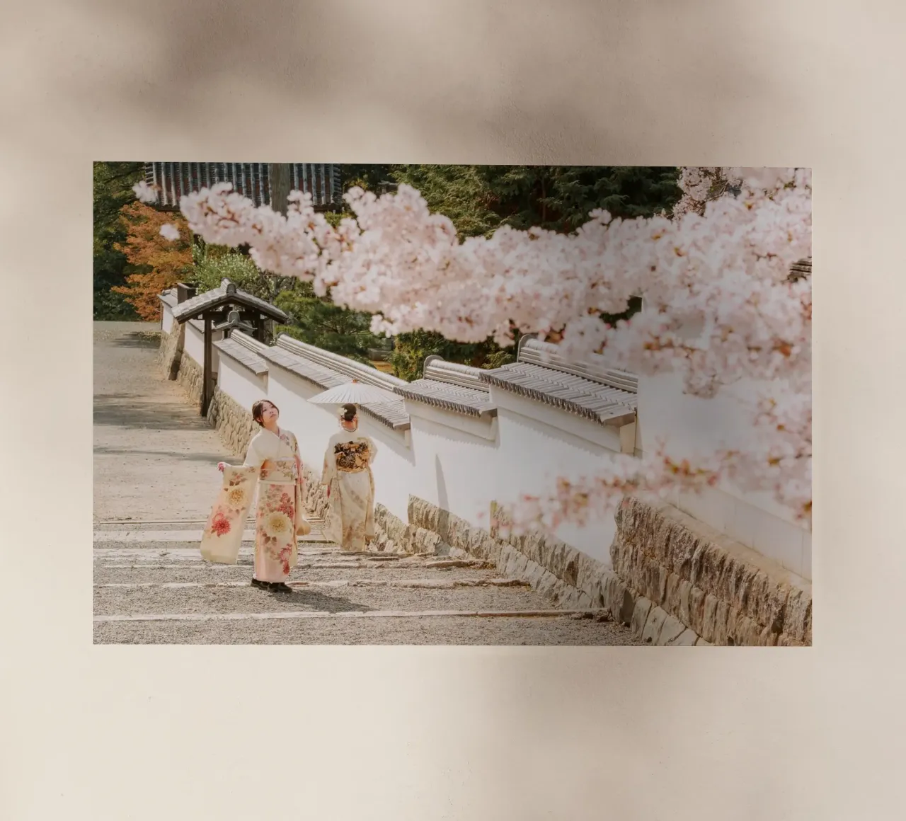 Geisha dei ciliegi in fiore a Kyoto, Giappone pellicola backlit da mbgraphx2