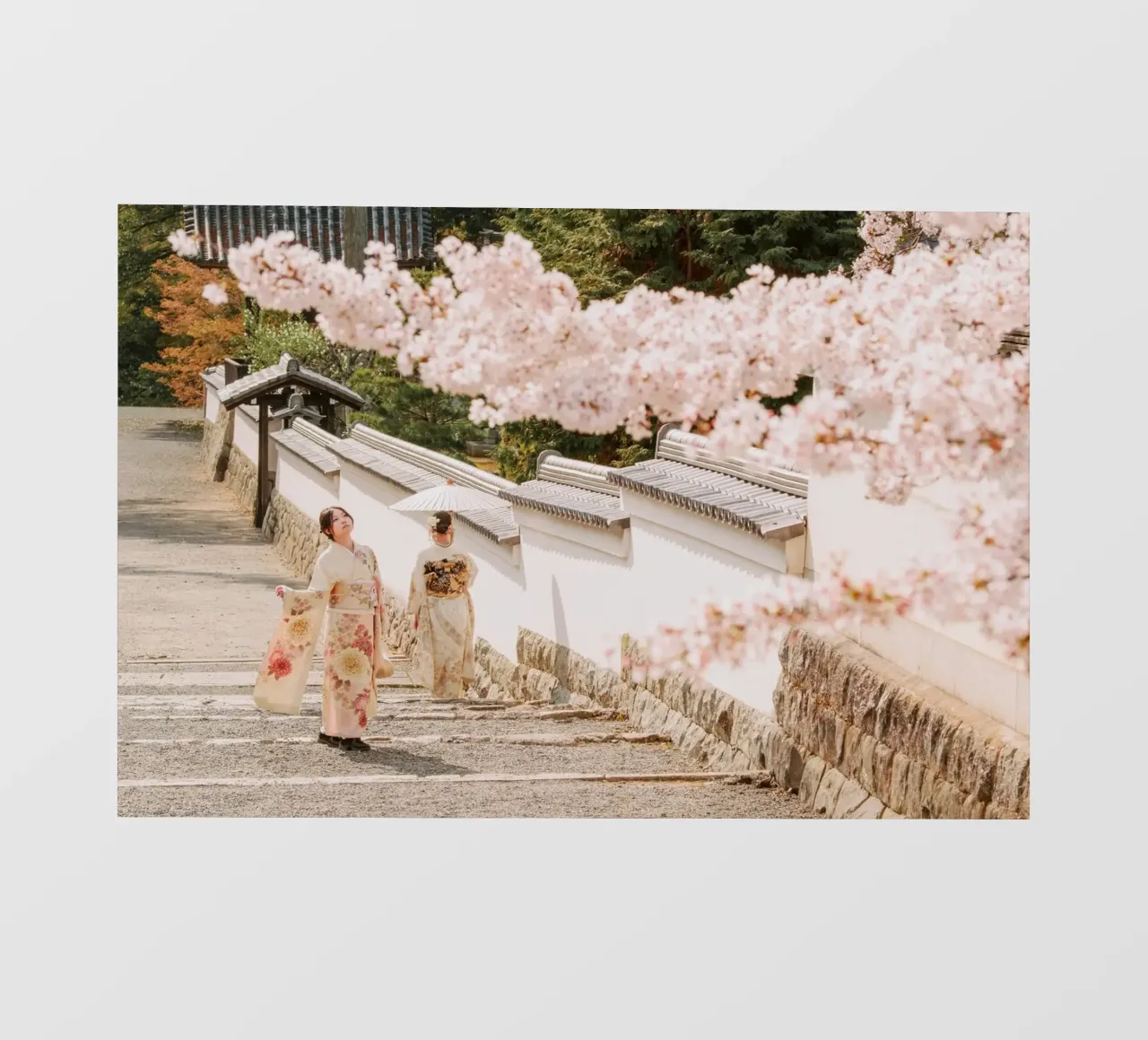 Geisha dei ciliegi in fiore a Kyoto, Giappone pellicola backlit da mbgraphx2