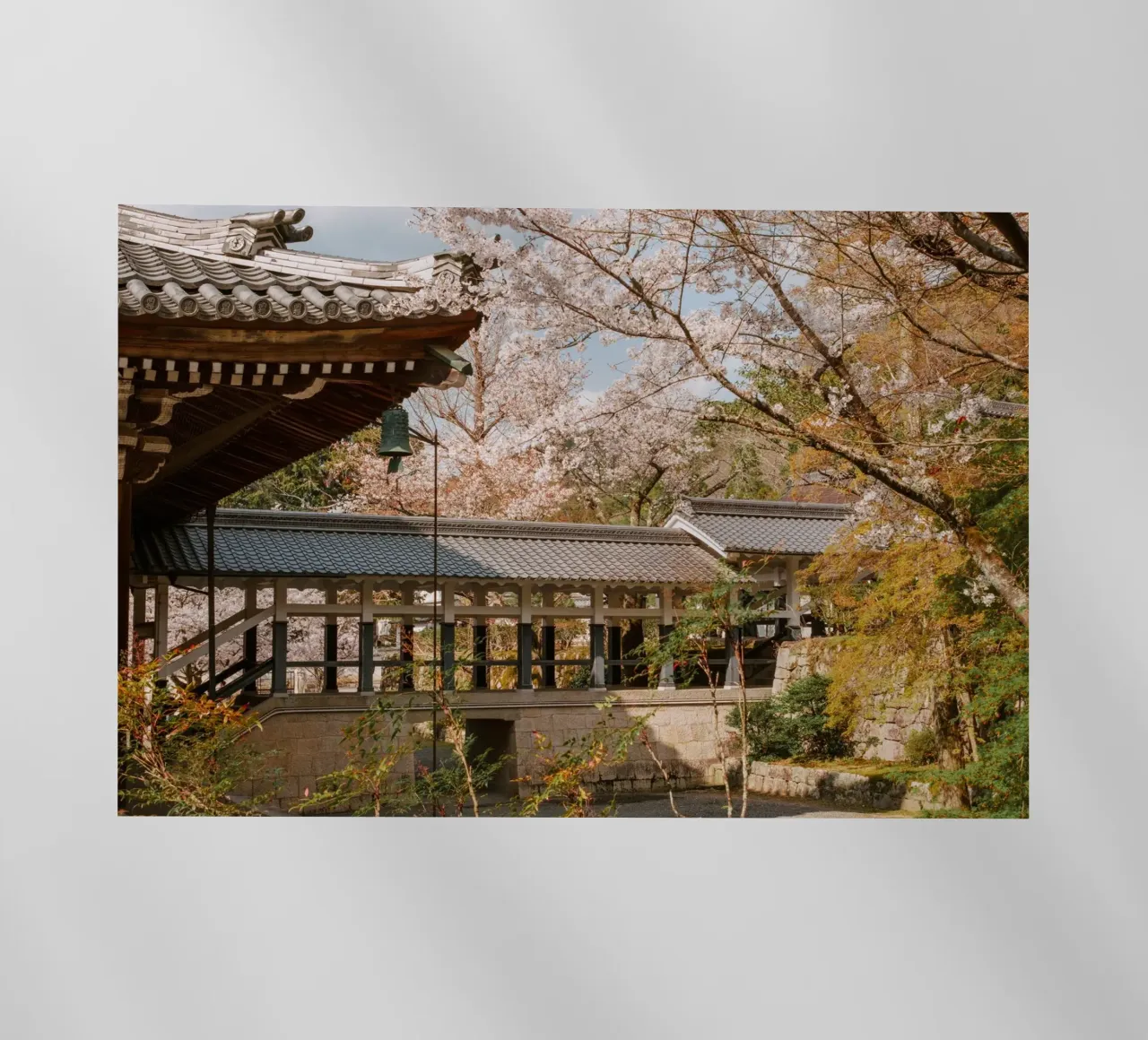Tempio dei ciliegi in fiore a Kyoto, Giappone pellicola backlit da mbgraphx2