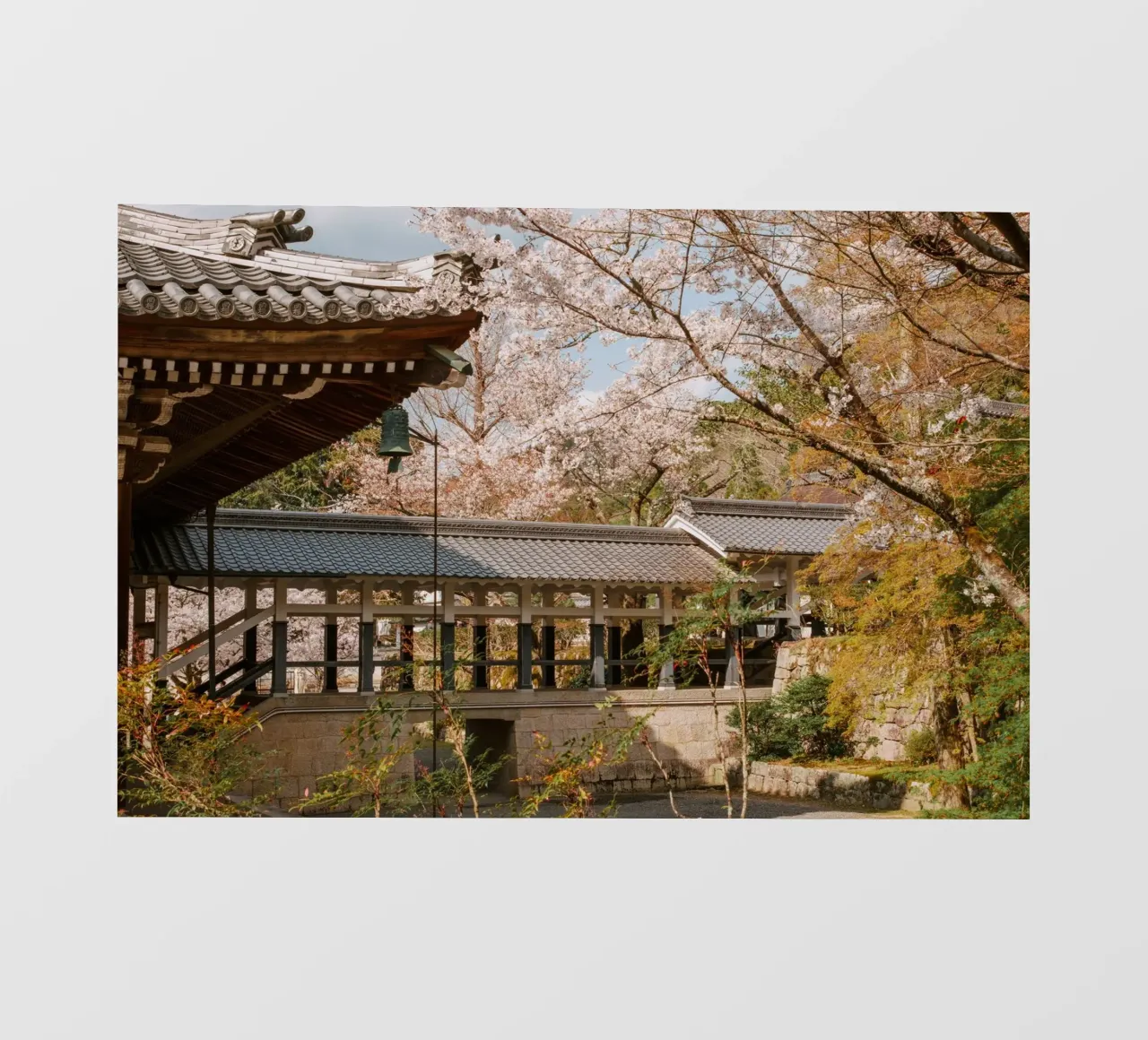 Tempio dei ciliegi in fiore a Kyoto, Giappone pellicola backlit da mbgraphx2