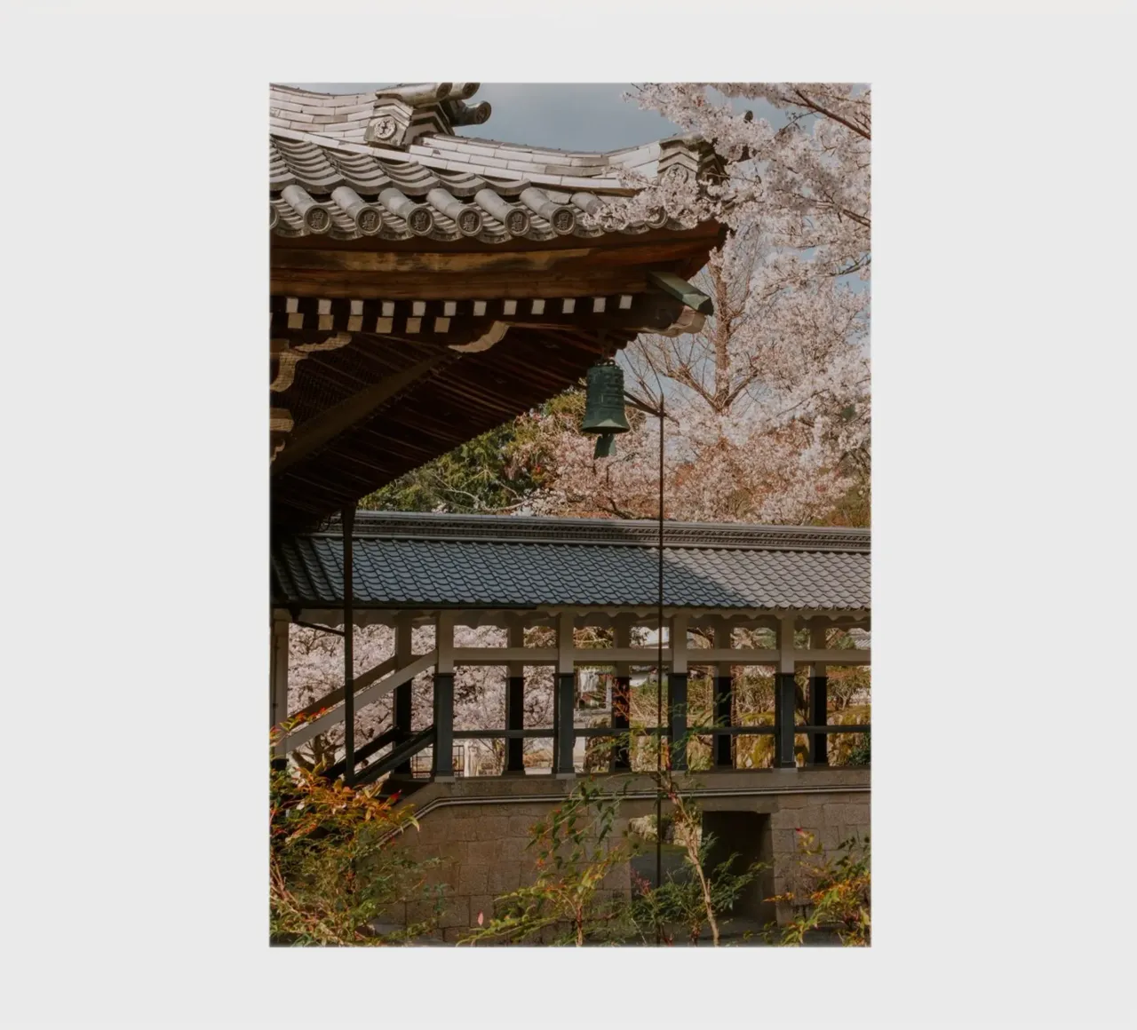 Tempio dei ciliegi in fiore a Kyoto, Giappone diario da mbgraphx2