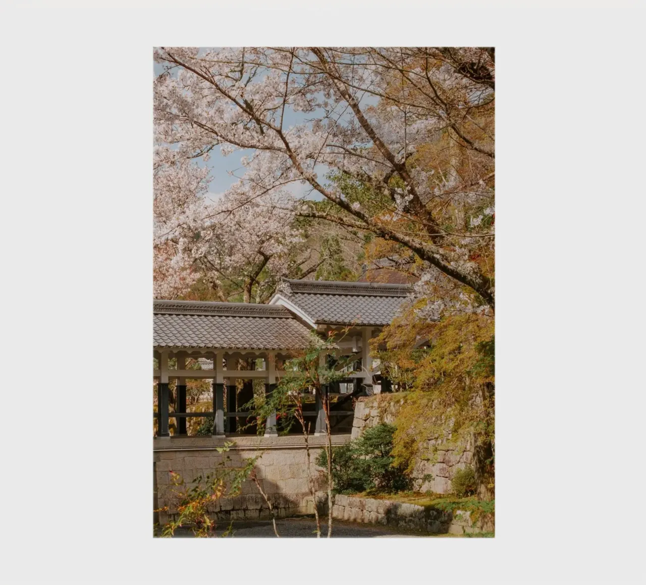 Tempio dei ciliegi in fiore a Kyoto, Giappone diario da mbgraphx2