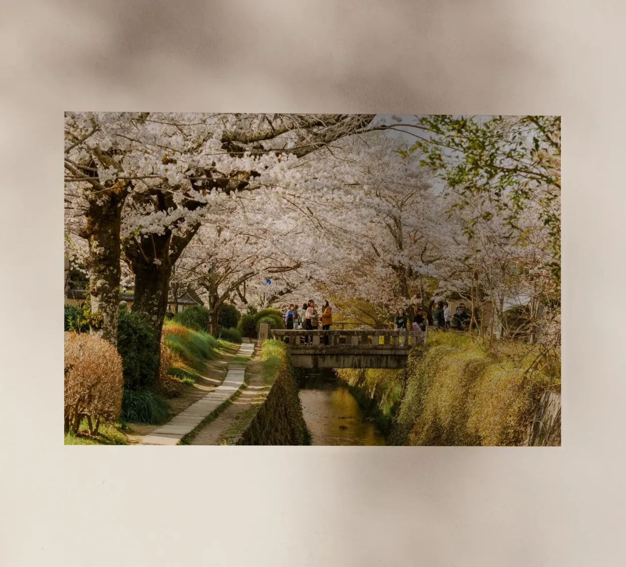 Canale dei ciliegi in fiore a Kyoto pellicola backlit da mbgraphx2